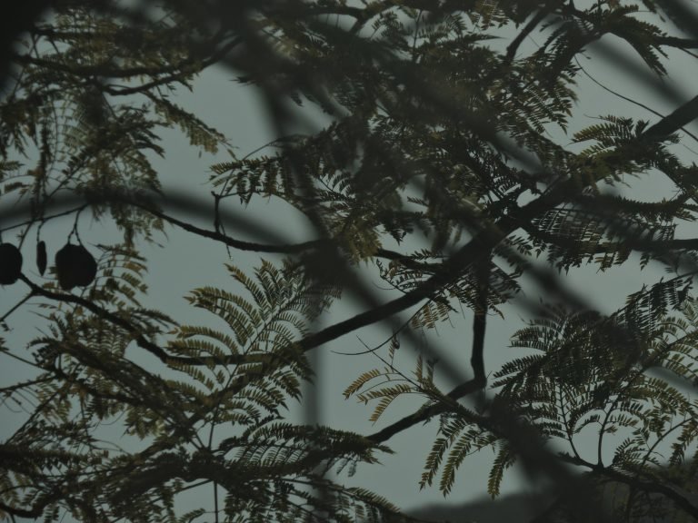 De cerca — Hojas, flores y aves · 2021