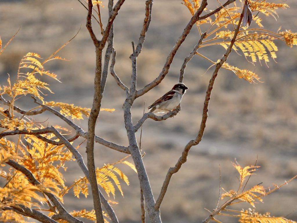 De cerca — Hojas, flores y aves · 2021