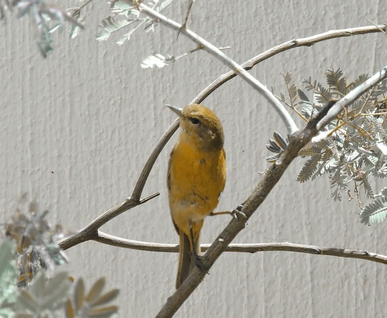De cerca — Hojas, flores y aves · 2021