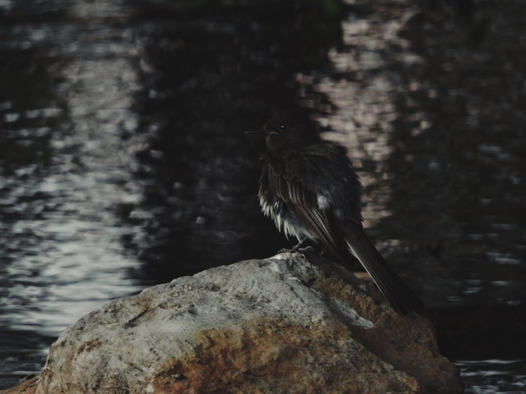 De cerca — Hojas, flores y aves · 2021