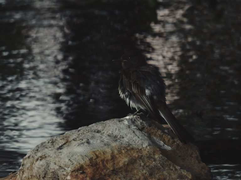 De cerca — Hojas, flores y aves · 2021