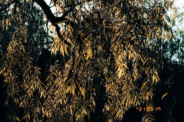 De cerca — Hojas, flores y aves · 2021