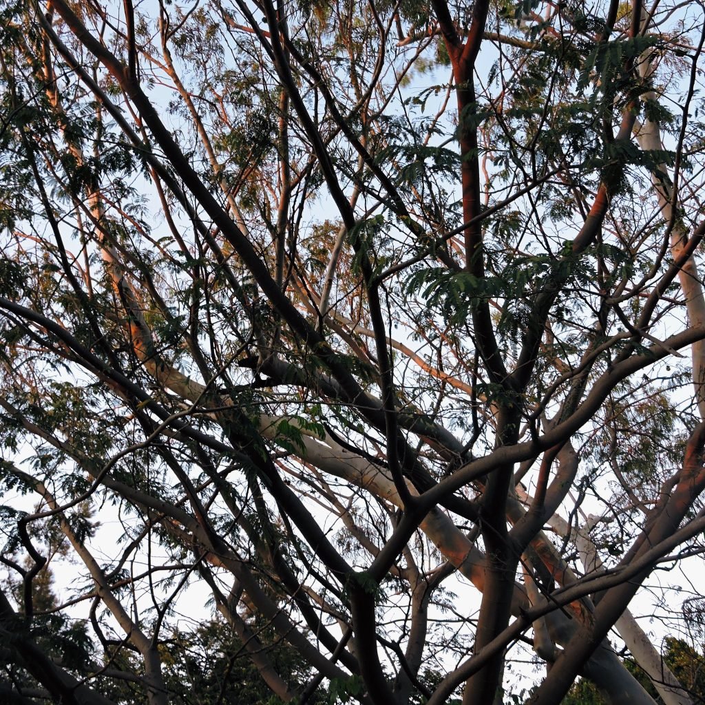 De cerca — Hojas, flores y aves · 2021