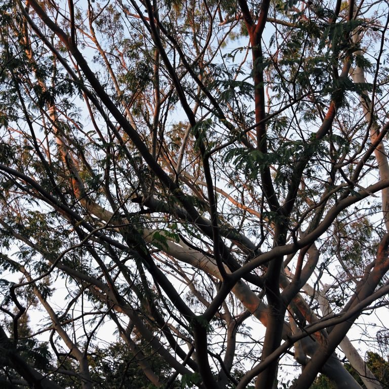 De cerca — Hojas, flores y aves · 2021