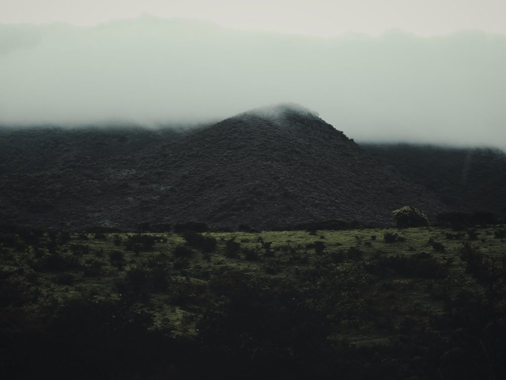 De cerca — Hojas, flores y aves · 2021