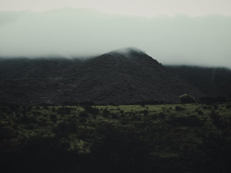 De cerca — Hojas, flores y aves · 2021
