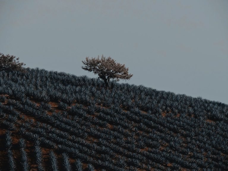 De cerca — Hojas, flores y aves · 2021